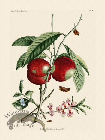 Wilkes Butterflies 059